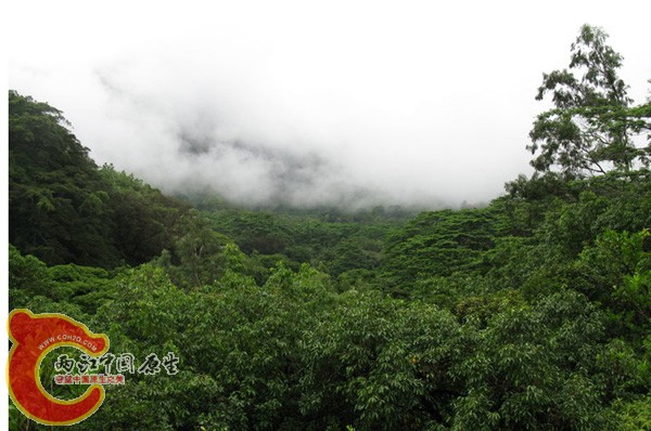 泰北热带雨林