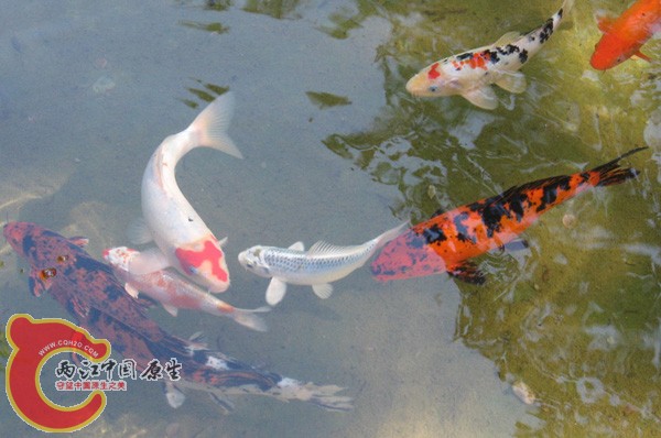 里面很多KOI