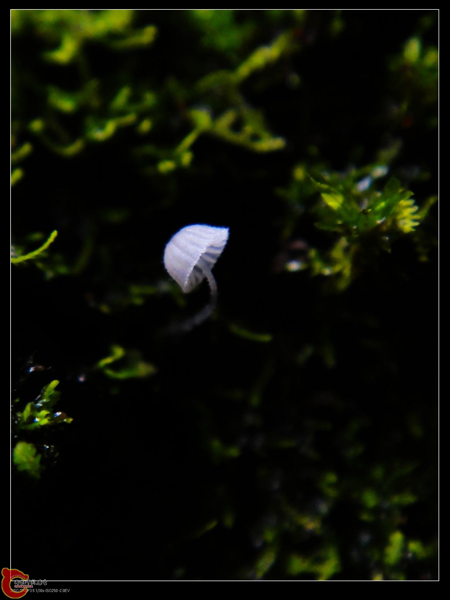 DSC07245.jpg