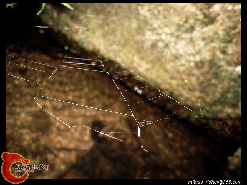 01蛛网.JPG