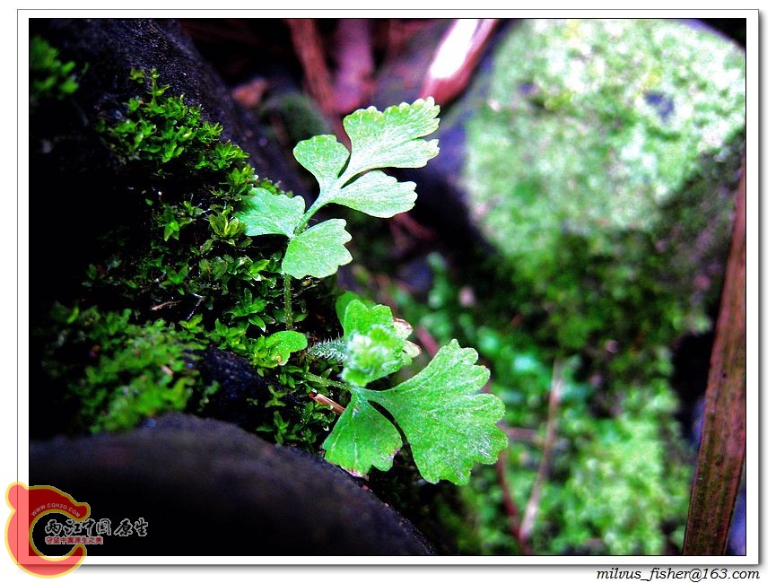 05蕨类.JPG