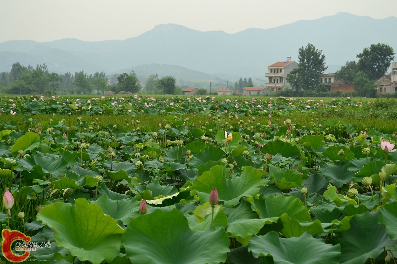 20110730853.jpg