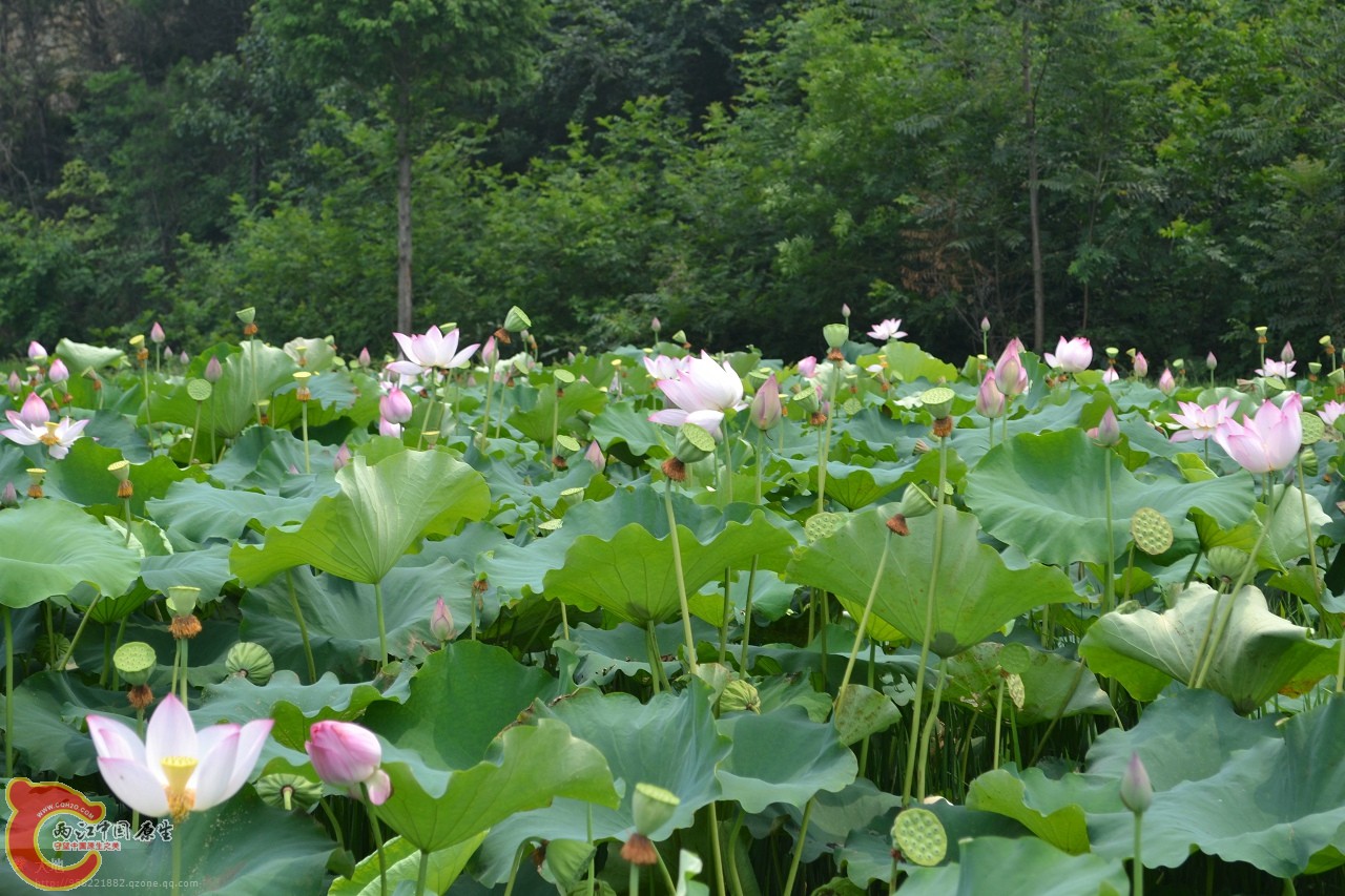 20110730885.jpg