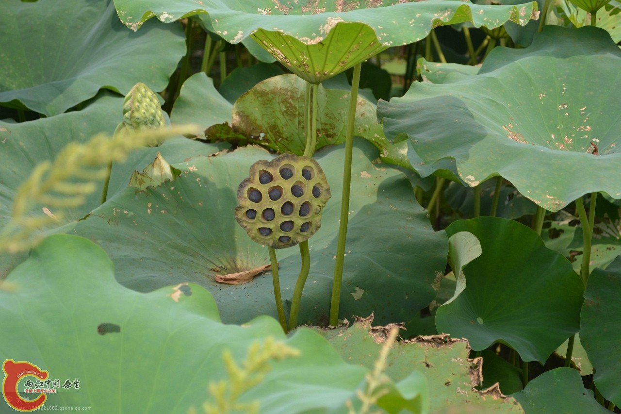 20110730896.jpg