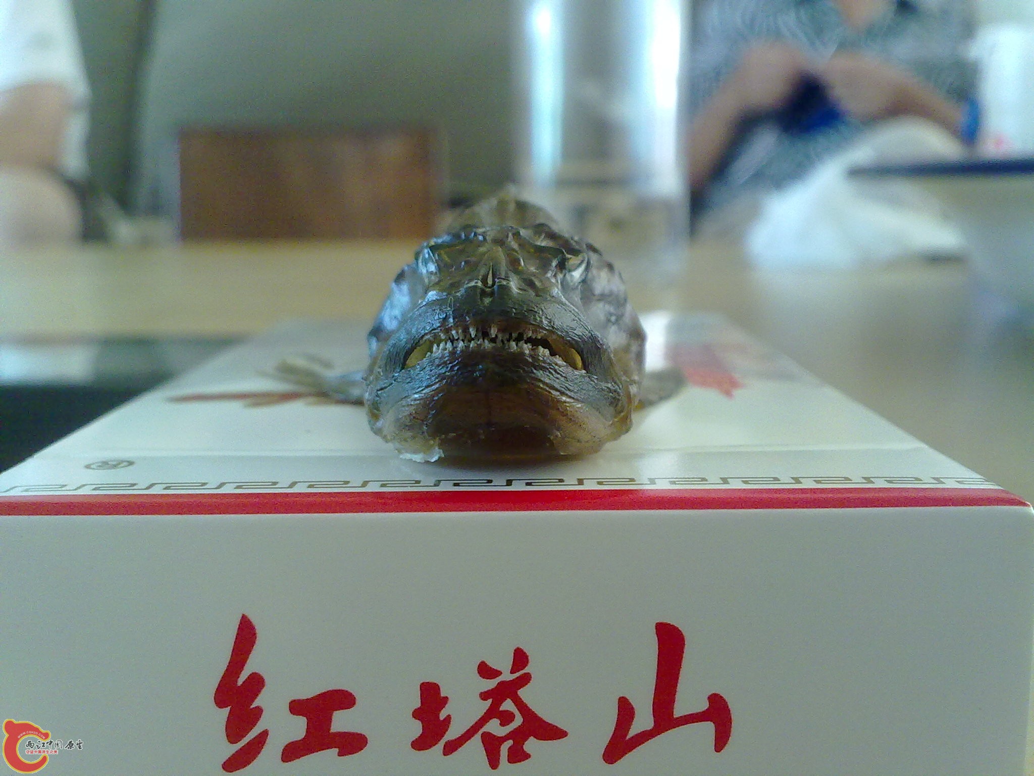 20110801401.jpg