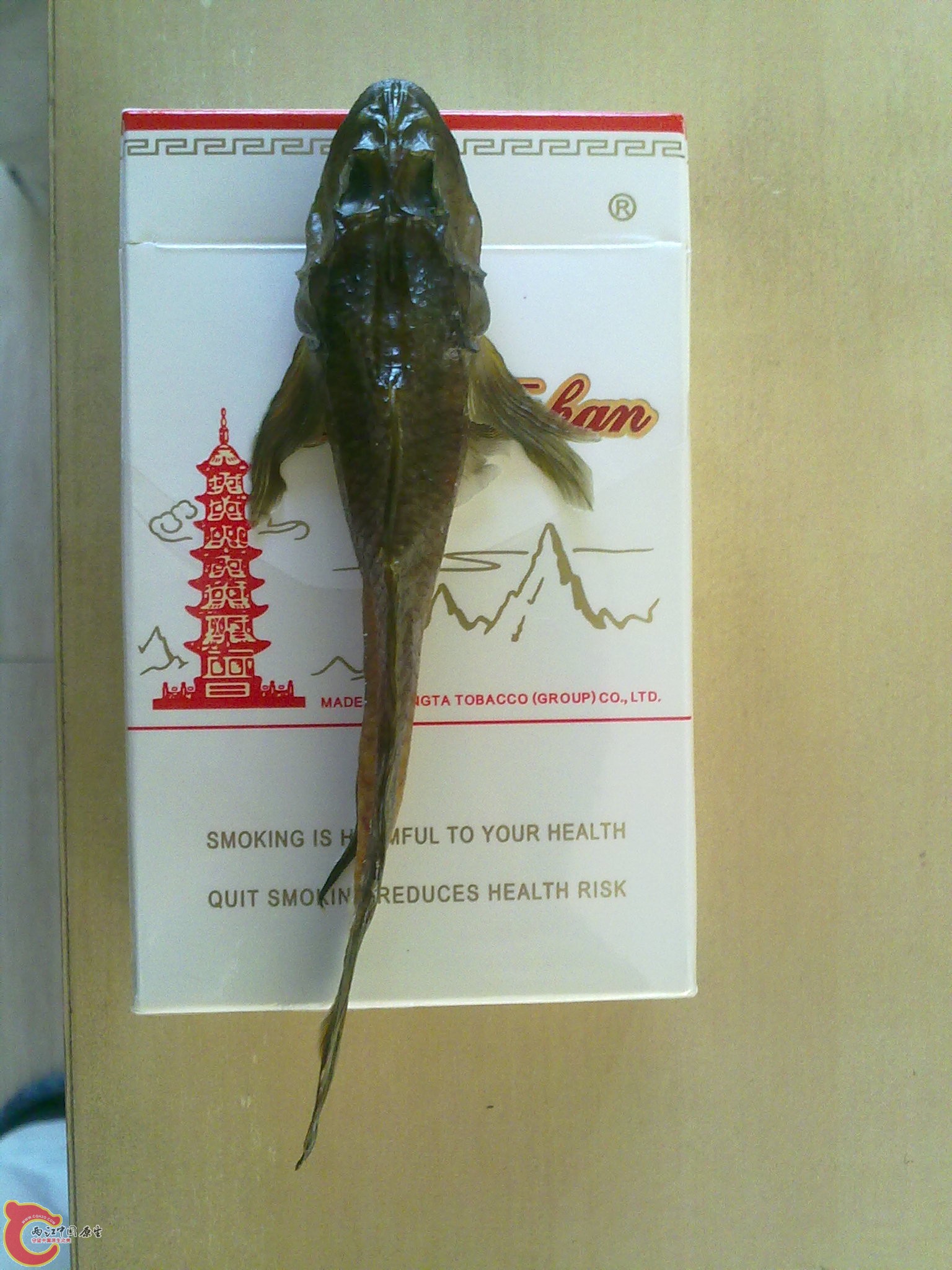 20110801397.jpg