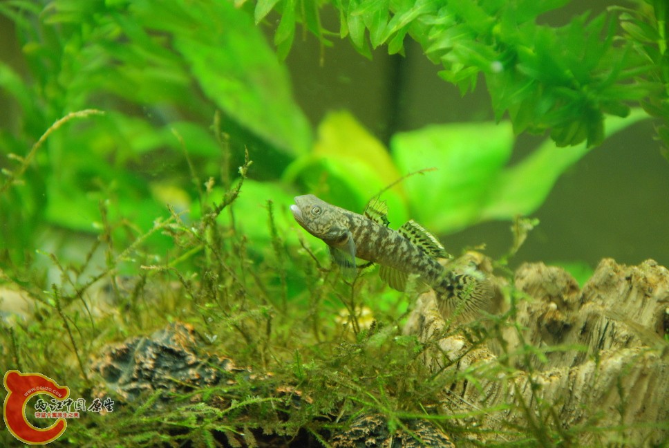 粘皮虾虎