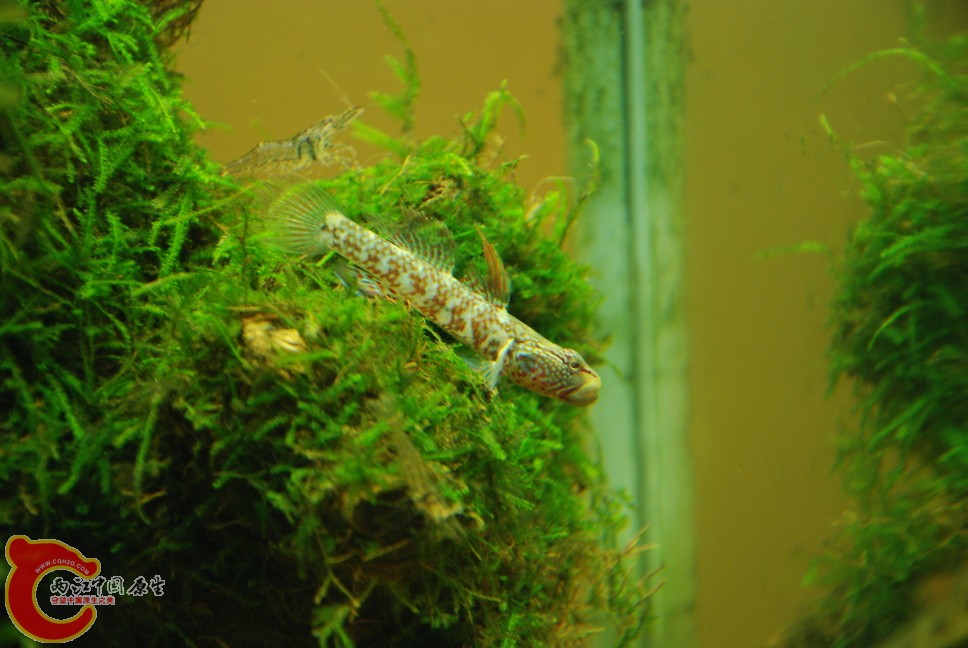 虾虎4