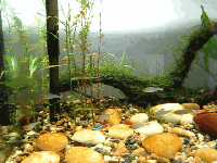 12.gif