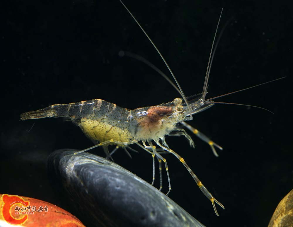 白虾42----.jpg