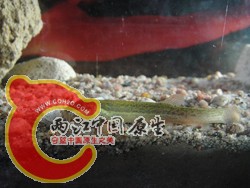 泥鳅一条，刚刚放进去得