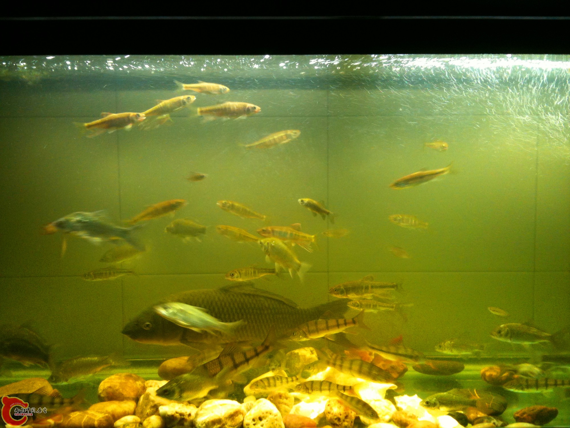 草缸不知道用什么沙石，请坛里的大大指教！