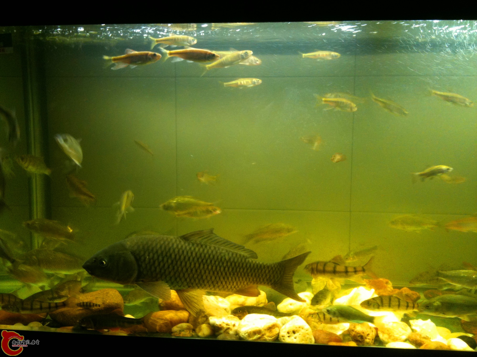 我的杂缸，下步准备把鲤鱼和鲫鱼放生，开个草缸！