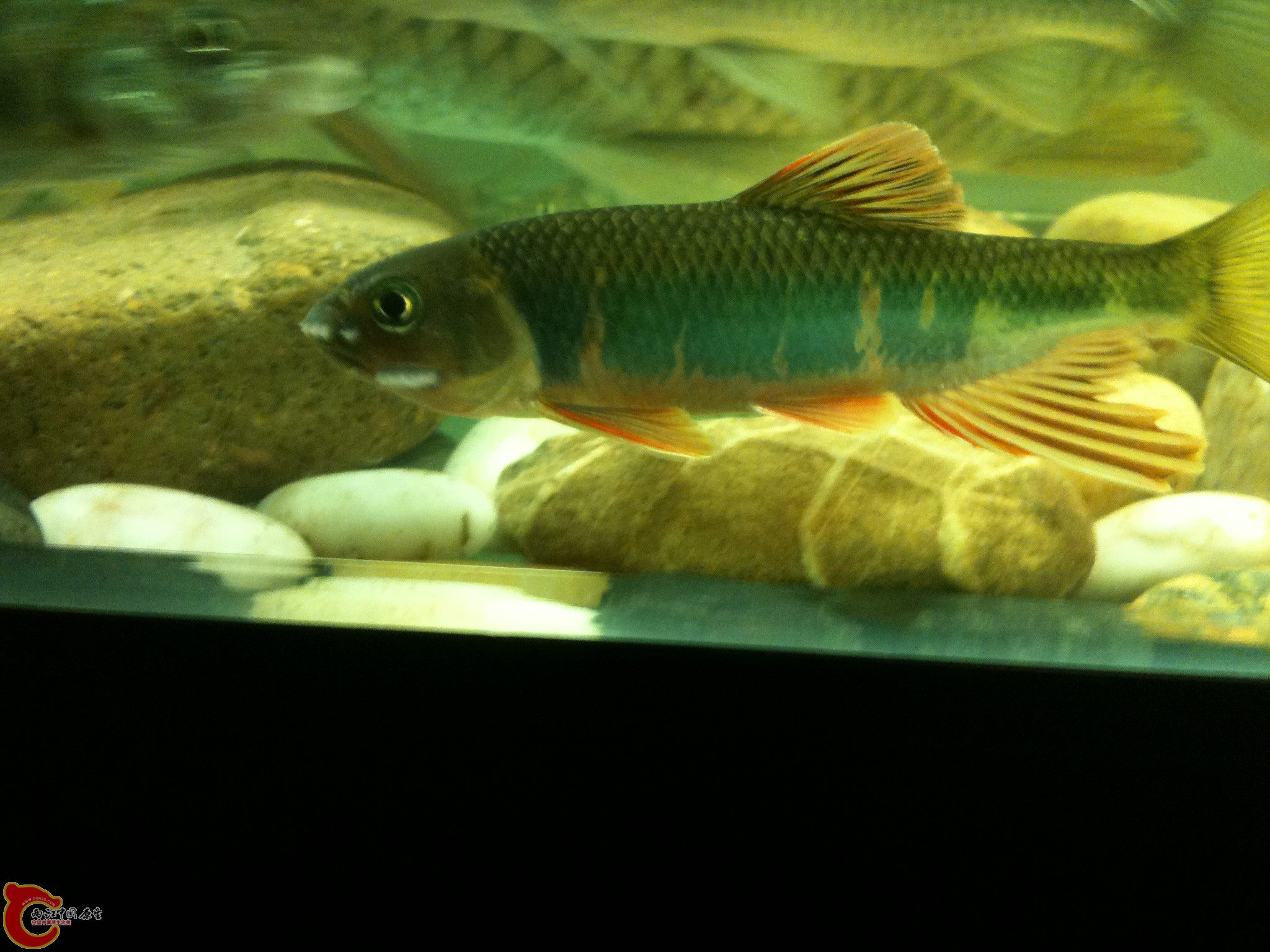 再来一张，下午采的就三条！一个下午！