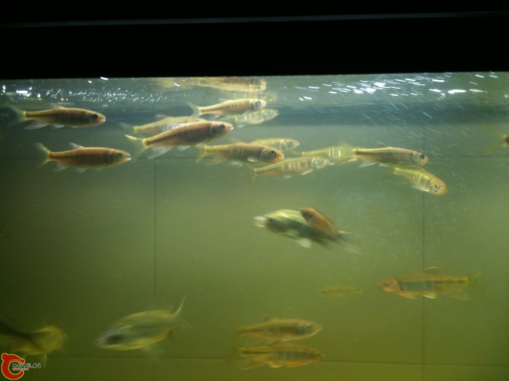 请教照片中的宽是母的还是没有发色的公宽！