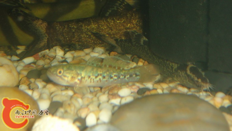 DSC06451_缩小大小.JPG