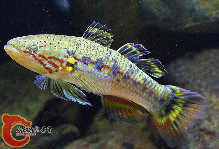 _IGP0572-1.jpg