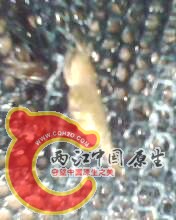 IMG0073A.jpg