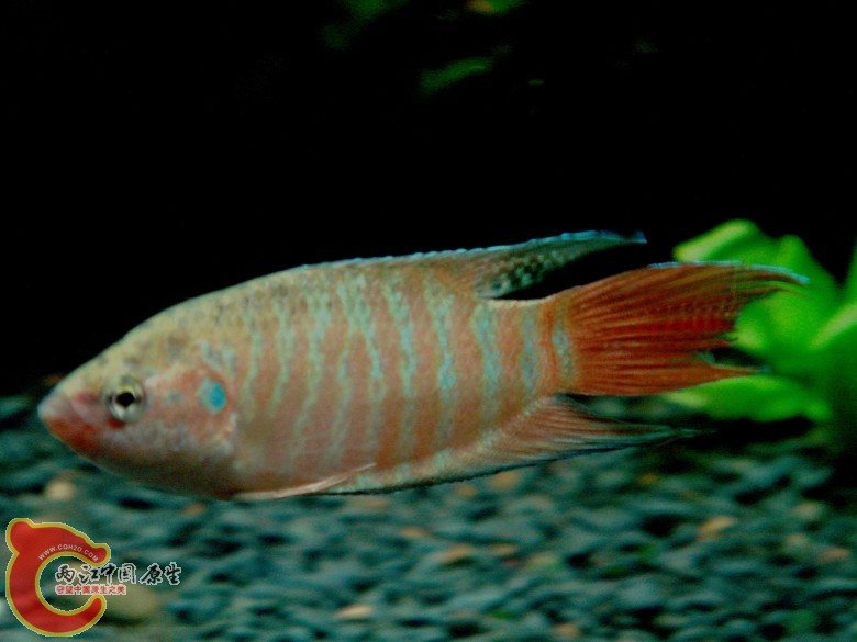 DSC04685.JPG