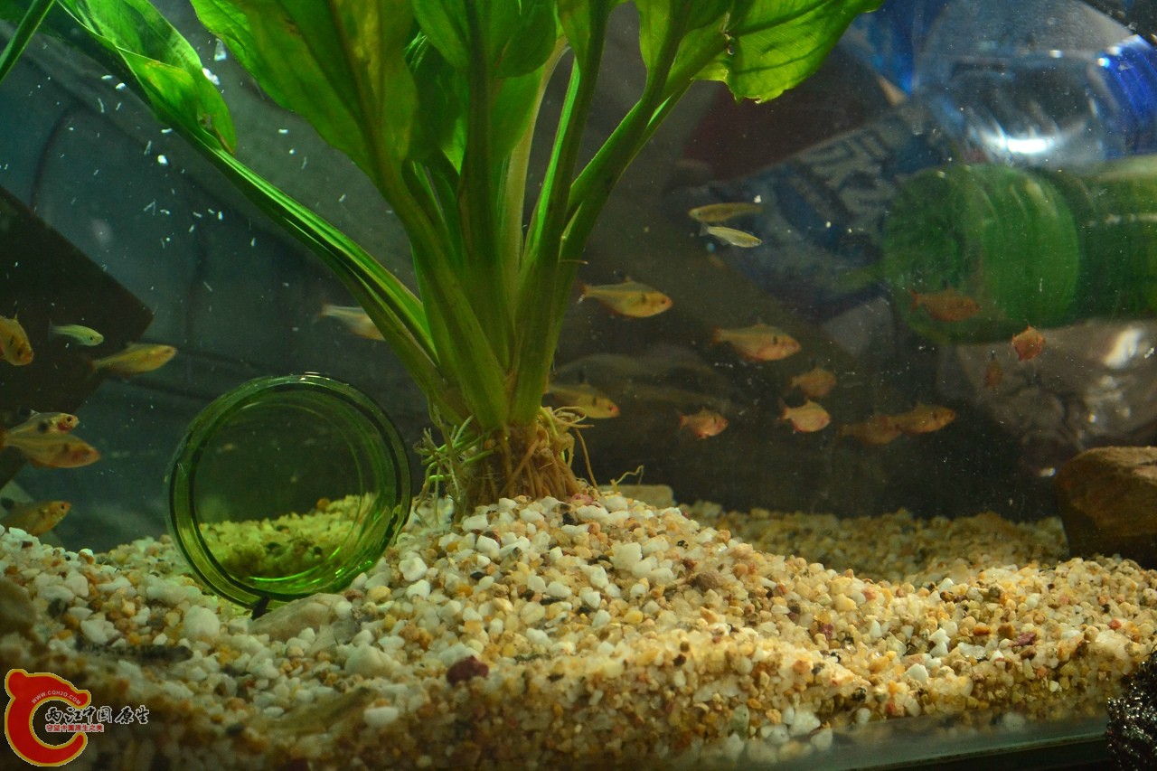 201108241527.jpg