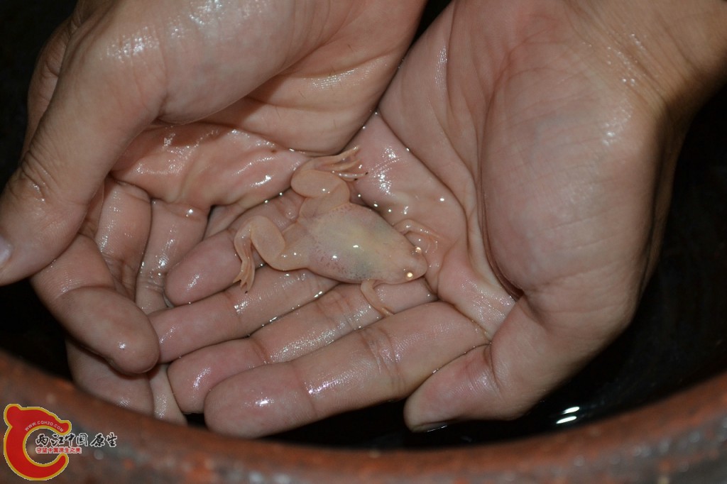 conew_201108241534.jpg