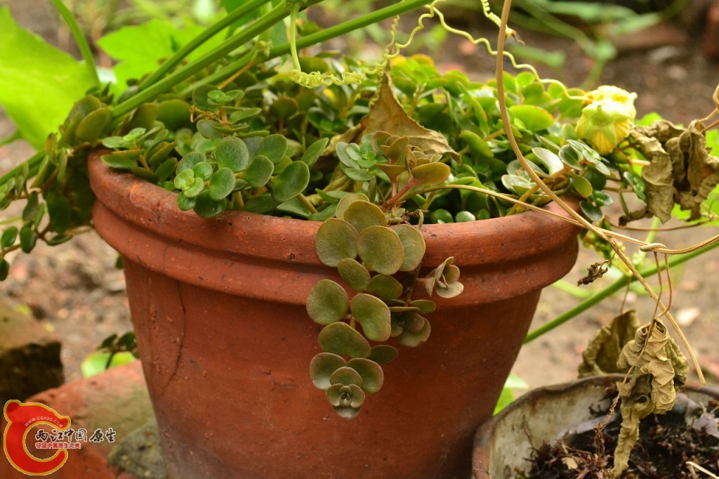 conew_201108241553.jpg