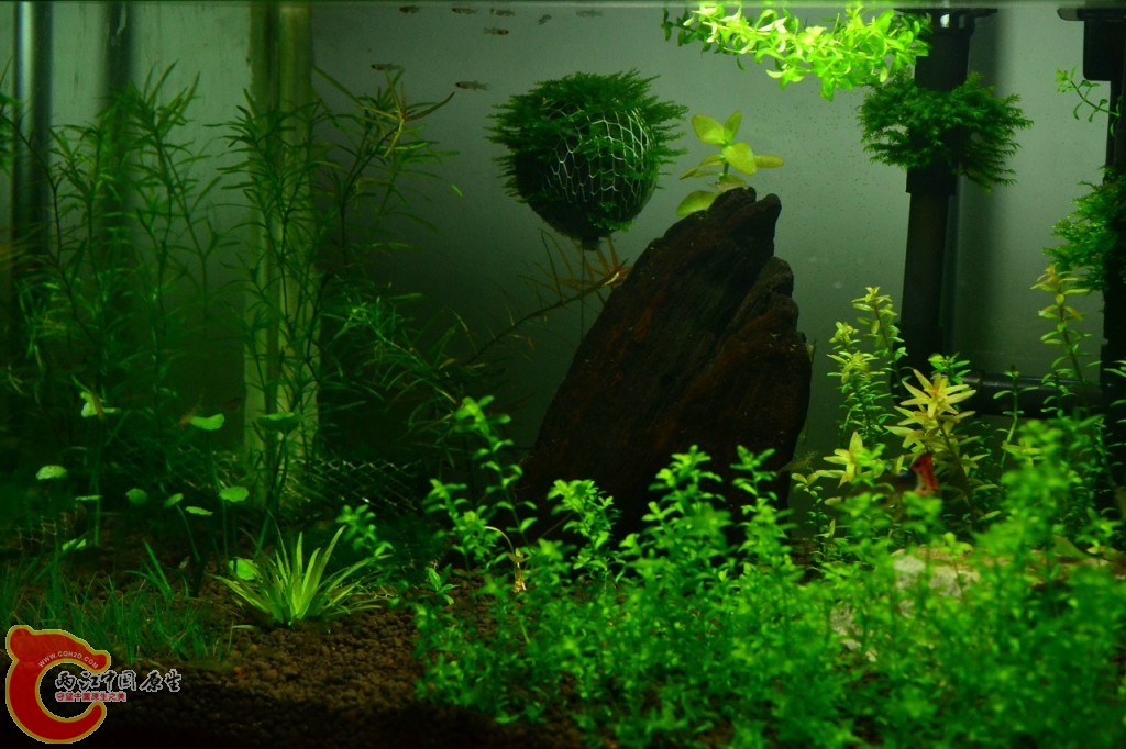 conew_201108241691.jpg