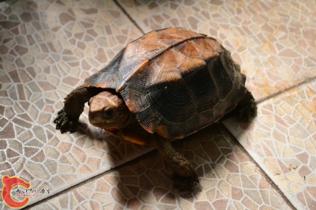 conew_201108241701.jpg