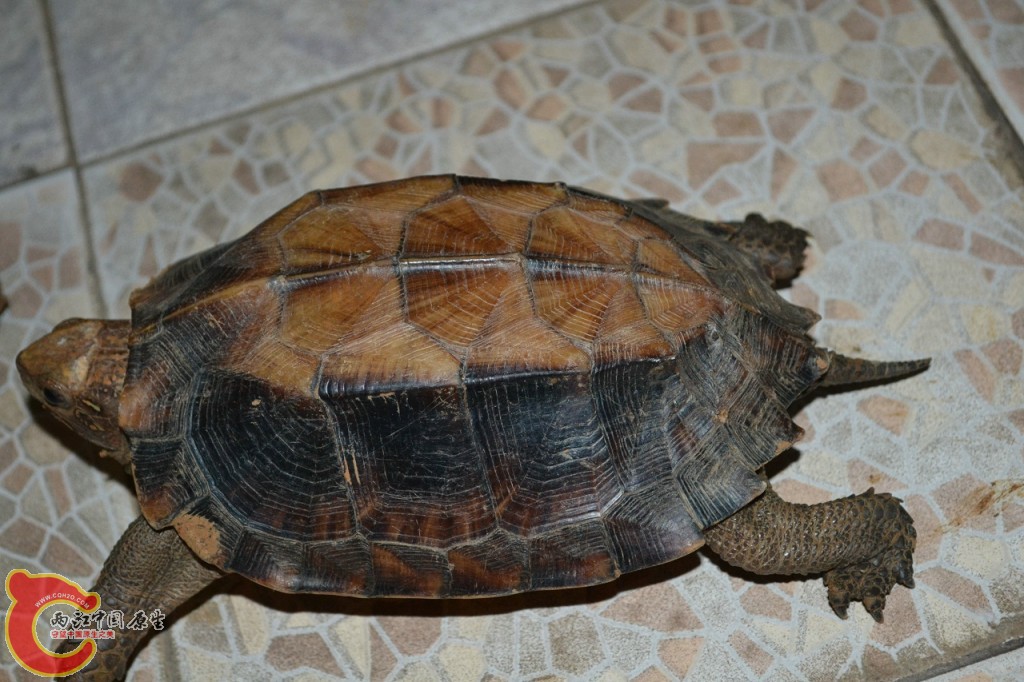 conew_201108241702.jpg