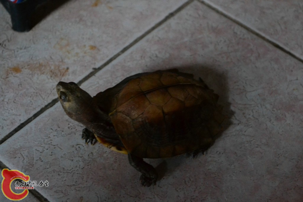 conew_201108241704.jpg