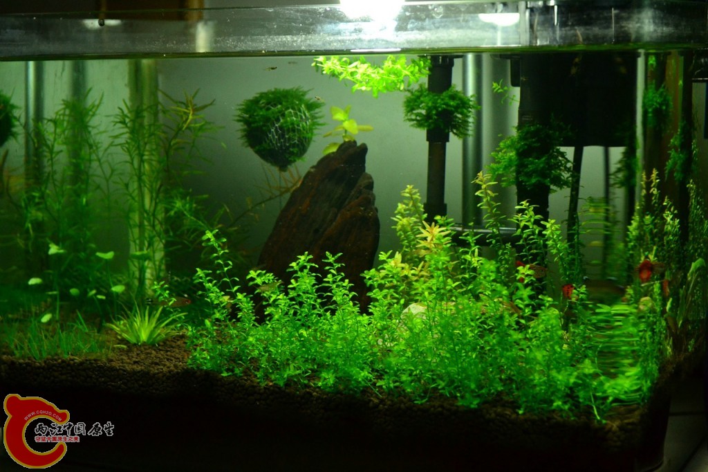 conew_201108241707.jpg