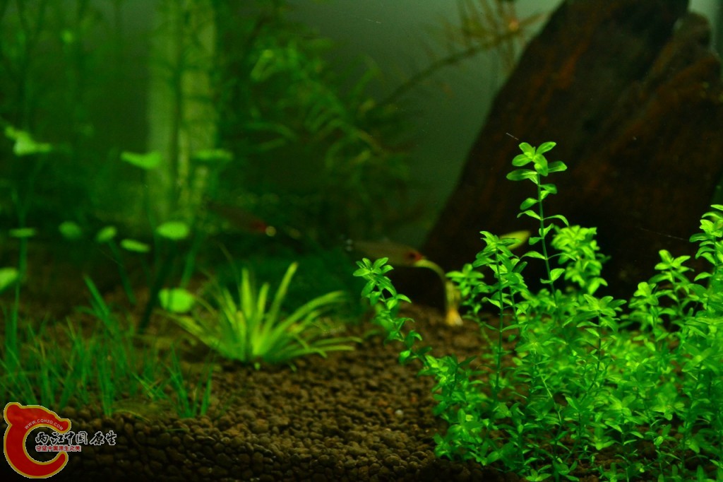 conew_201108241708.jpg