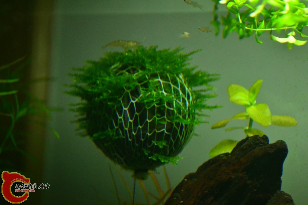conew_201108241715.jpg