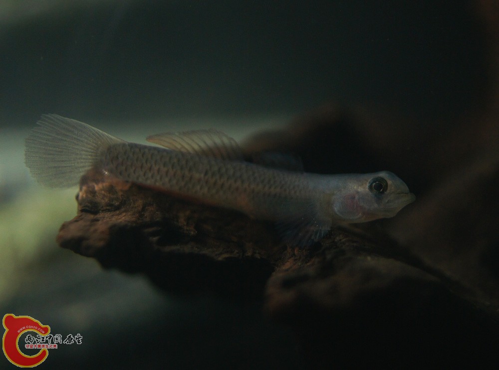 DSC06521.jpg
