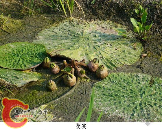 1芡实 鸡头米.JPG