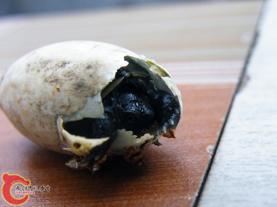 DSCF6338.JPG