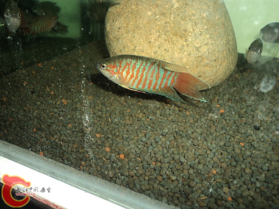 DSC00006.JPG