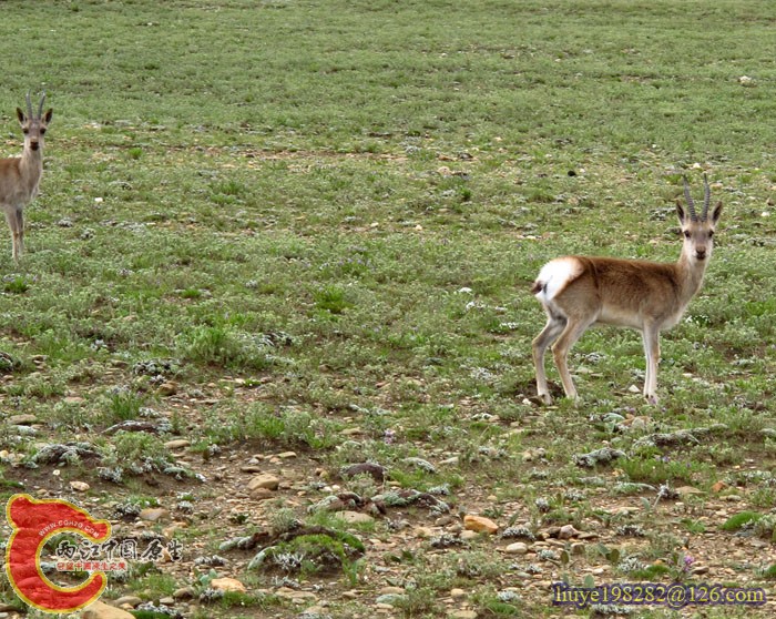 IMG (230).jpg