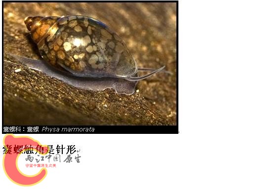 囊螺.JPG