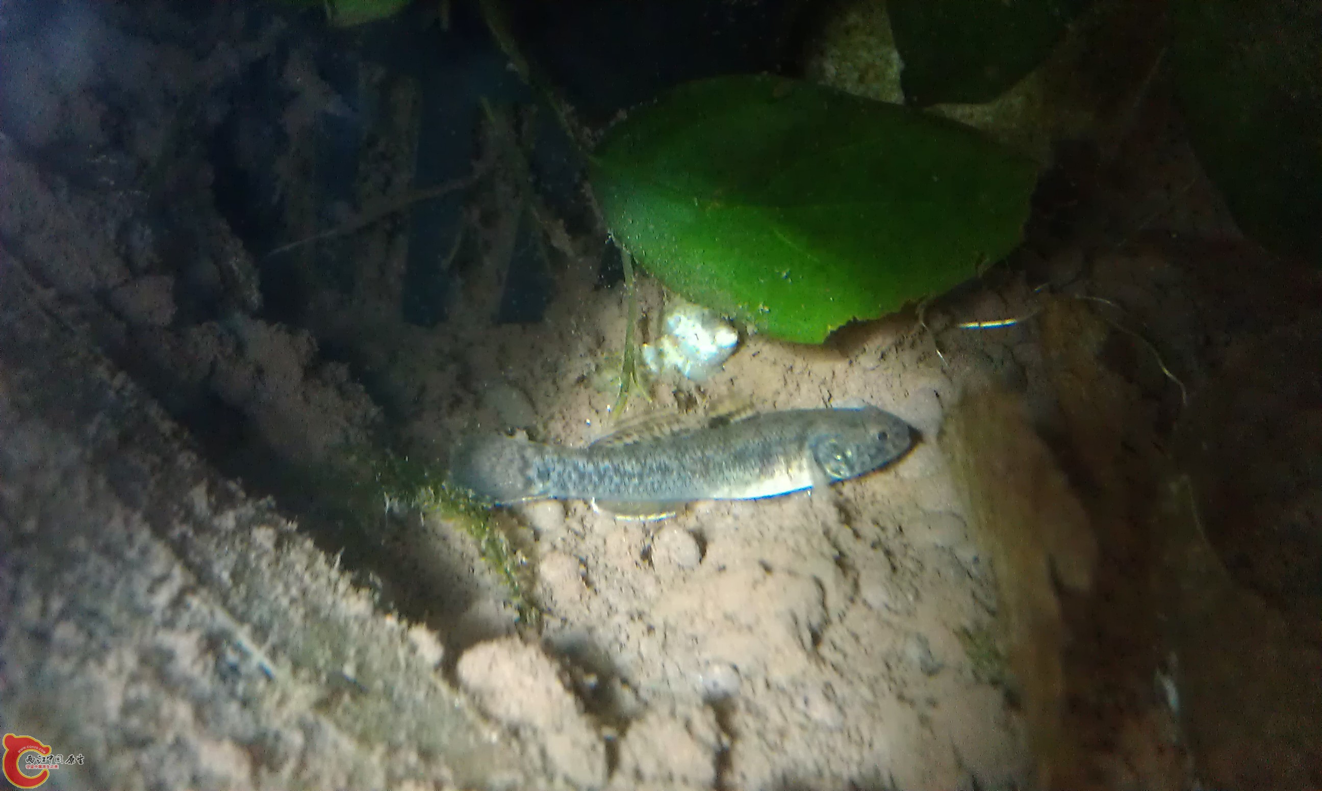 IMAG0172.jpg
