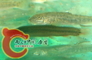 北鳅？