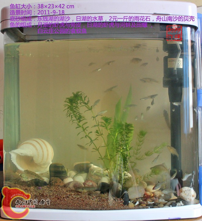 鱼缸20110918.jpg