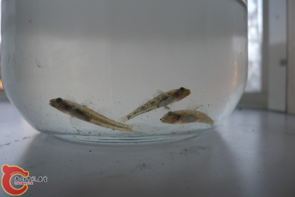子陵虾虎吧