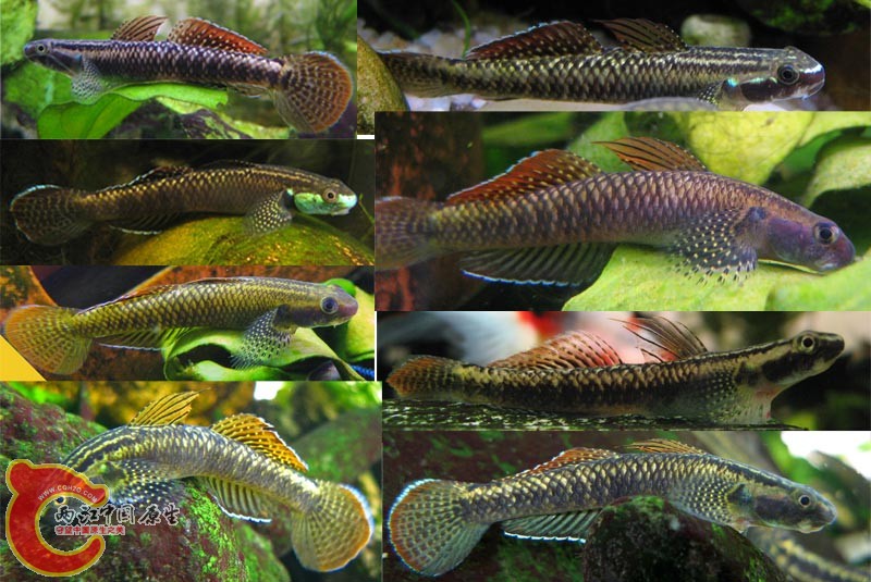 raibow_various001.jpg