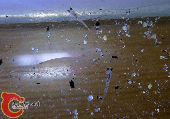 L1020047.JPG
