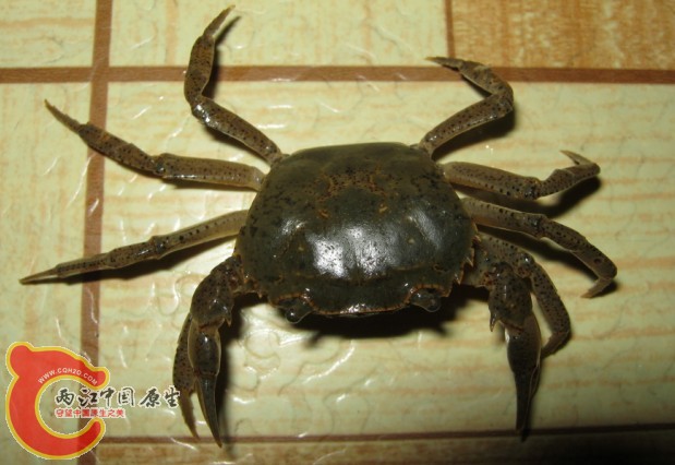 蟹1.jpg