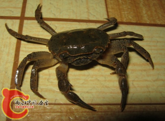 蟹2.jpg