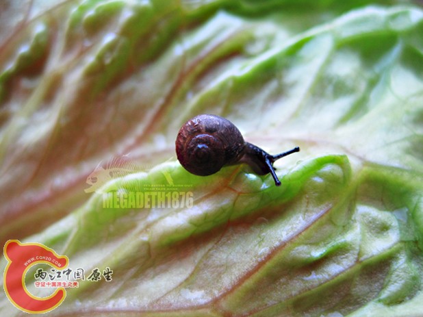 蜗牛2.jpg