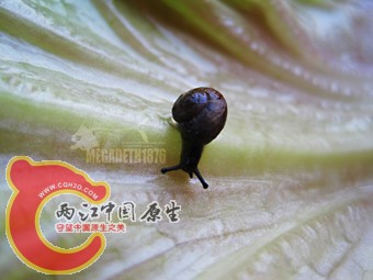蜗牛3.jpg
