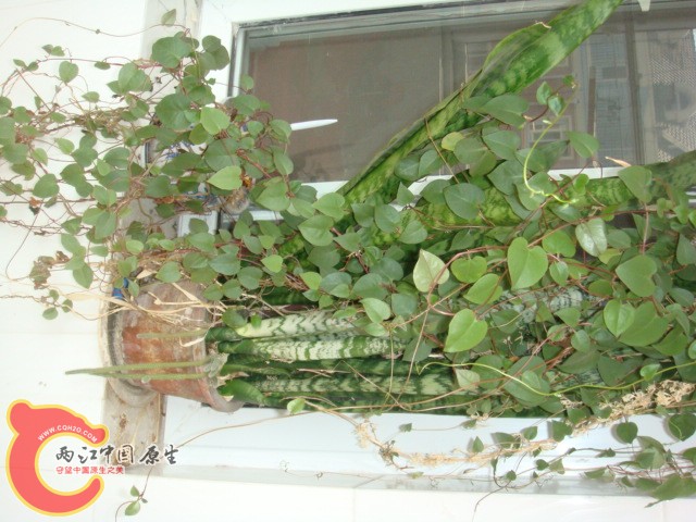DSC01863.JPG
